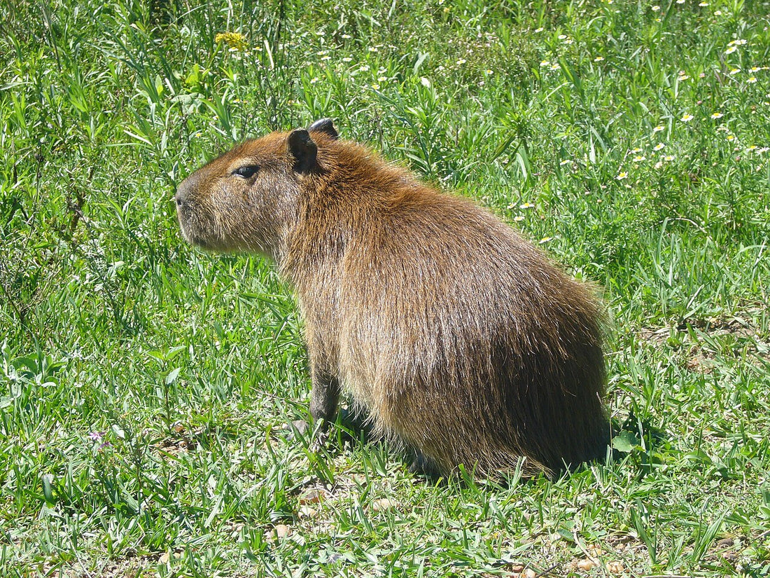 Capybara assis dans l'herbe, le plus gros rongeur du monde