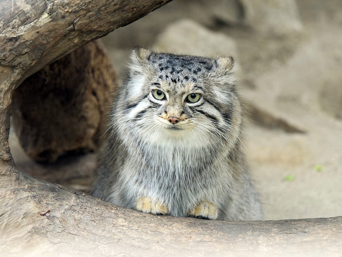 Le chat de Pallas (manul) : tout savoir sur le chat le plus grognon du monde